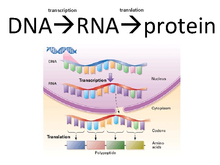 transcription translation DNA RNA protein transcription translation DNA RNA protein