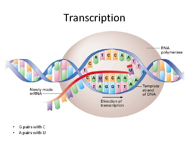 Transcription • G pairs with C • A pairs with U 