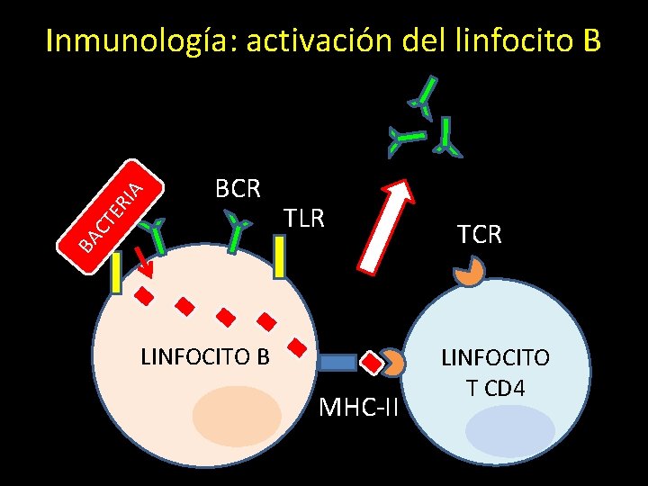 BCR TLR BA CT ER IA Inmunología: activación del linfocito B LINFOCITO B MHC-II