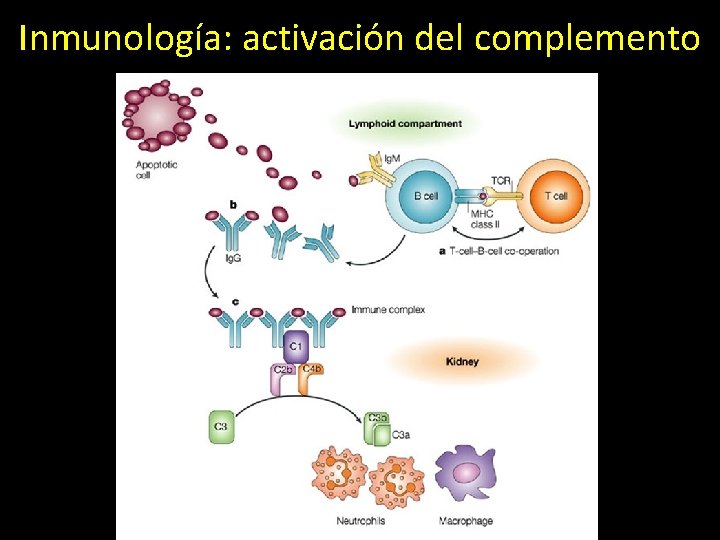 Inmunología: activación del complemento 