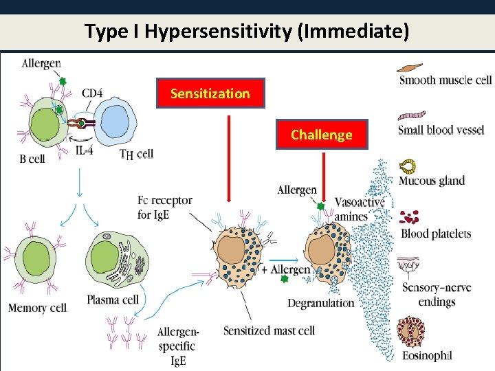 Type I Hypersensitivity (Immediate) Sensitization Challenge 