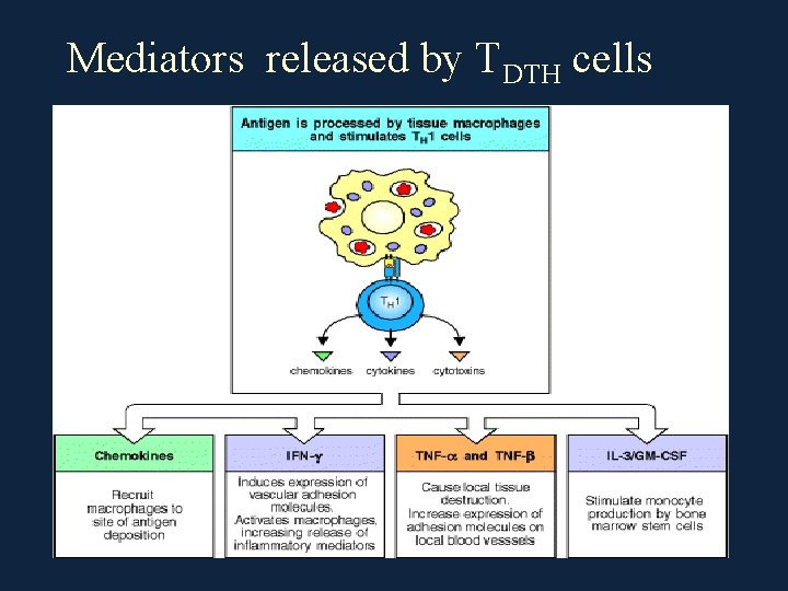 Mediators released by TDTH cells 