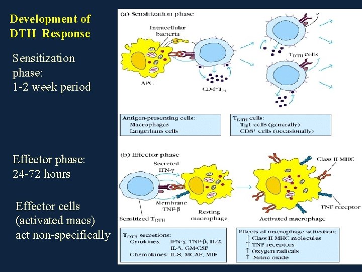 Development of DTH Response Sensitization phase: 1 -2 week period Effector phase: 24 -72