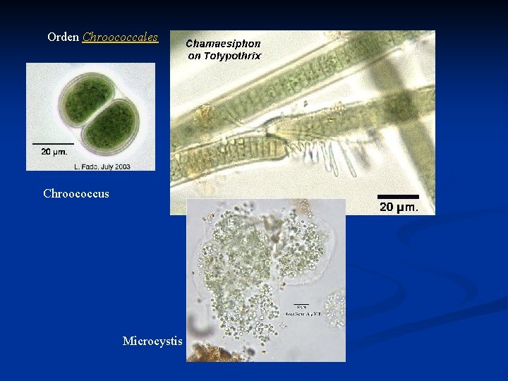 Orden Chroococcales Chroococcus Microcystis 