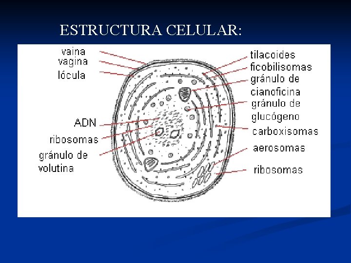 ESTRUCTURA CELULAR: 