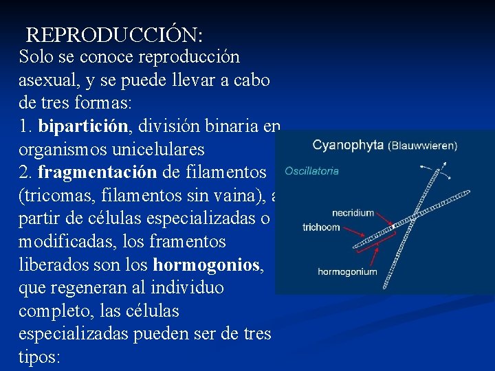 REPRODUCCIÓN: Solo se conoce reproducción asexual, y se puede llevar a cabo de tres