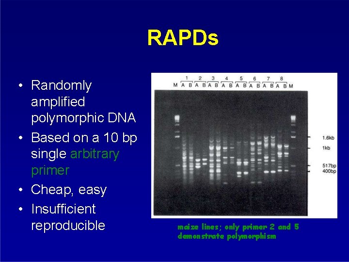 RAPDs • Randomly amplified polymorphic DNA • Based on a 10 bp single arbitrary