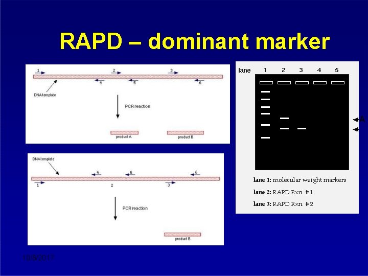 RAPD – dominant marker A 10/8/2017 