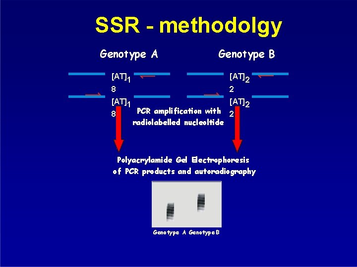 SSR - methodolgy Genotype A Genotype B [AT]1 8 [AT]2 2 [AT]1 [AT]2 PCR