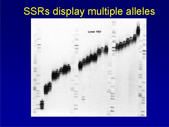 SSRs display multiple alleles 