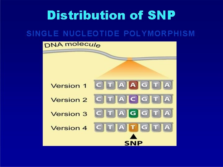 Distribution of SNP SINGLE NUCLEOTIDE POLYMORPHISM 