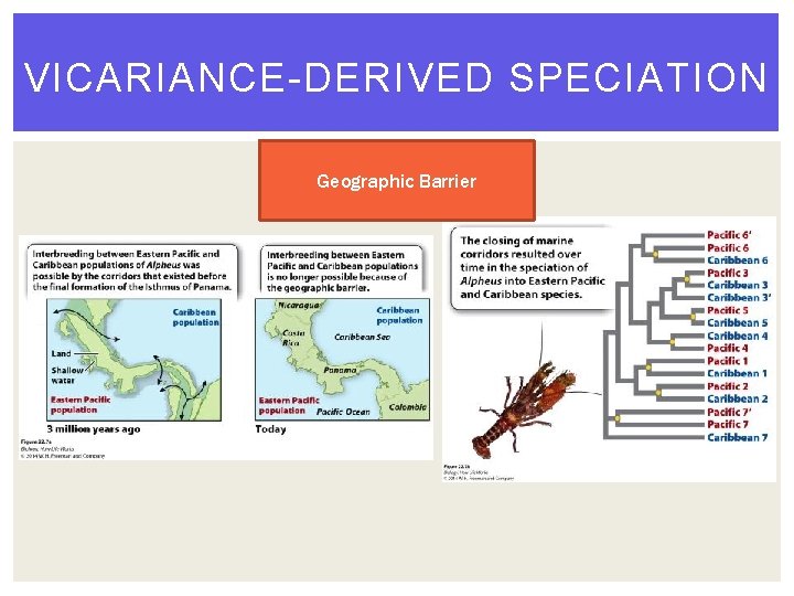 VICARIANCE-DERIVED SPECIATION Geographic Barrier VICARIANCE-DERIVED SPECIATION Geographic Barrier