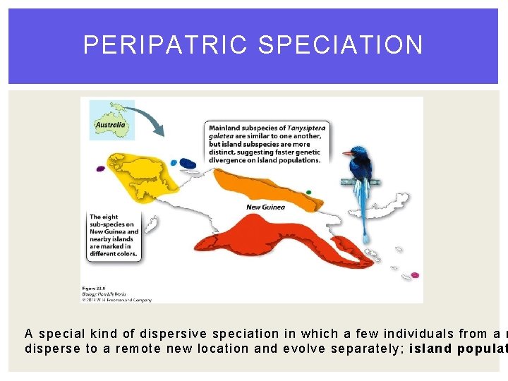 PERIPATRIC SPECIATION A special kind of dispersive speciation in which a few individuals from PERIPATRIC SPECIATION A special kind of dispersive speciation in which a few individuals from
