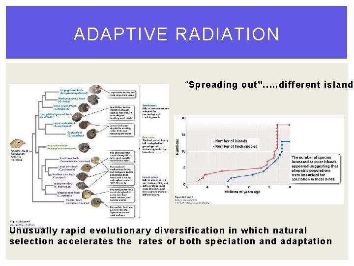 ADAPTIVE RADIATION “Spreading out”…. . different islands Unusually rapid evolutionary diversification in which natural ADAPTIVE RADIATION “Spreading out”…. . different islands Unusually rapid evolutionary diversification in which natural