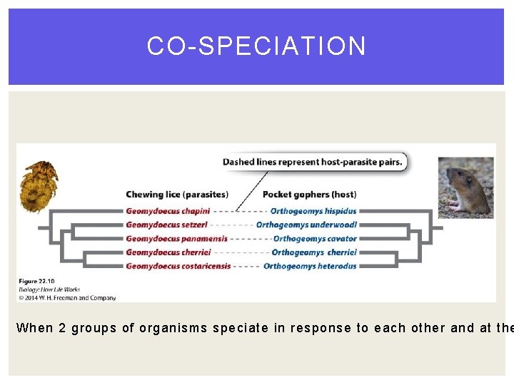 CO-SPECIATION When 2 groups of organisms speciate in response to each other and at CO-SPECIATION When 2 groups of organisms speciate in response to each other and at