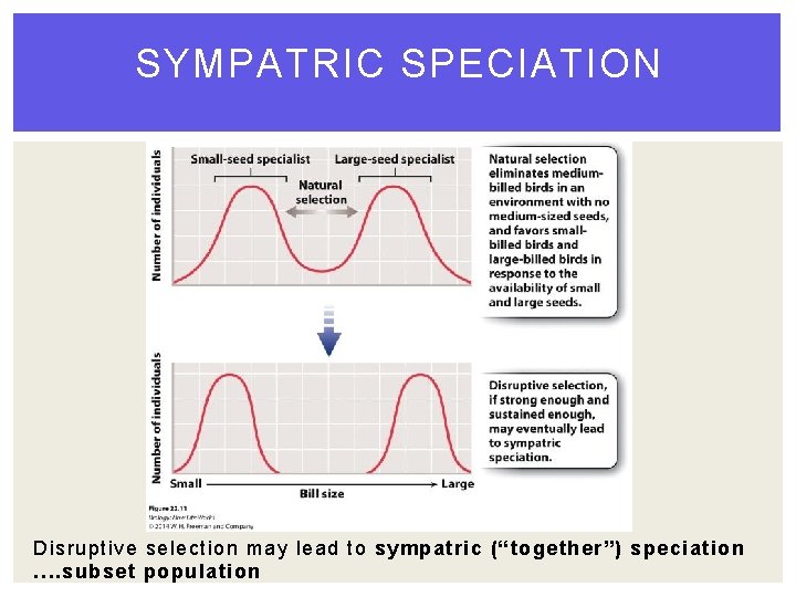 SYMPATRIC SPECIATION Disruptive selection may lead to sympatric (“together”) speciation …. subset population SYMPATRIC SPECIATION Disruptive selection may lead to sympatric (“together”) speciation …. subset population