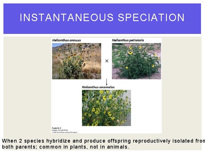 INSTANTANEOUS SPECIATION When 2 species hybridize and produce offspring reproductively isolated from both parents; INSTANTANEOUS SPECIATION When 2 species hybridize and produce offspring reproductively isolated from both parents;
