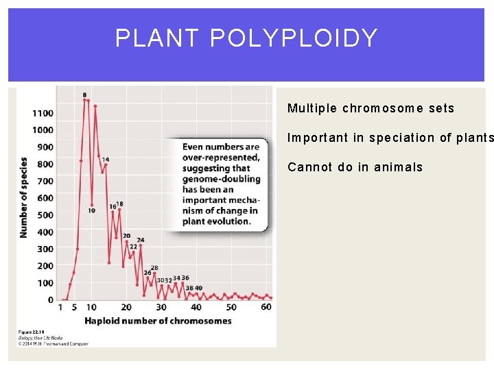 PLANT POLYPLOIDY Multiple chromosome sets Important in speciation of plants Cannot do in animals PLANT POLYPLOIDY Multiple chromosome sets Important in speciation of plants Cannot do in animals
