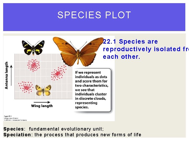 SPECIES PLOT 22. 1 Species are reproductively isolated fro each other. Species: fundamental evolutionary SPECIES PLOT 22. 1 Species are reproductively isolated fro each other. Species: fundamental evolutionary