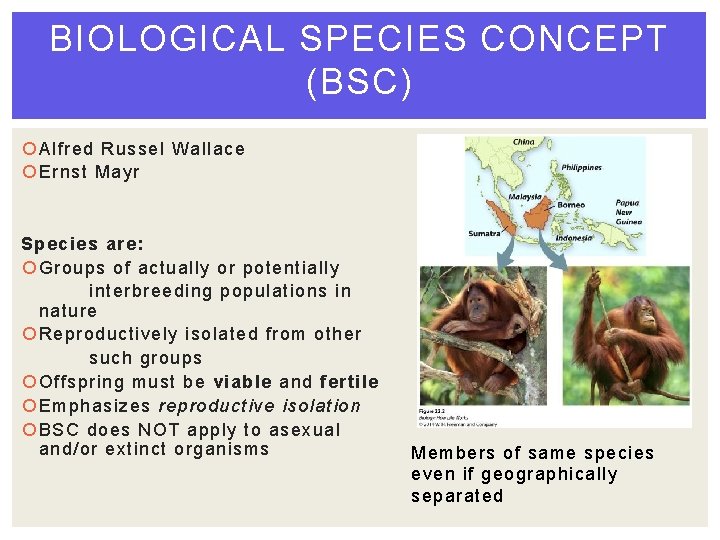 BIOLOGICAL SPECIES CONCEPT (BSC) Alfred Russel Wallace Ernst Mayr Species are: Groups of actually BIOLOGICAL SPECIES CONCEPT (BSC) Alfred Russel Wallace Ernst Mayr Species are: Groups of actually
