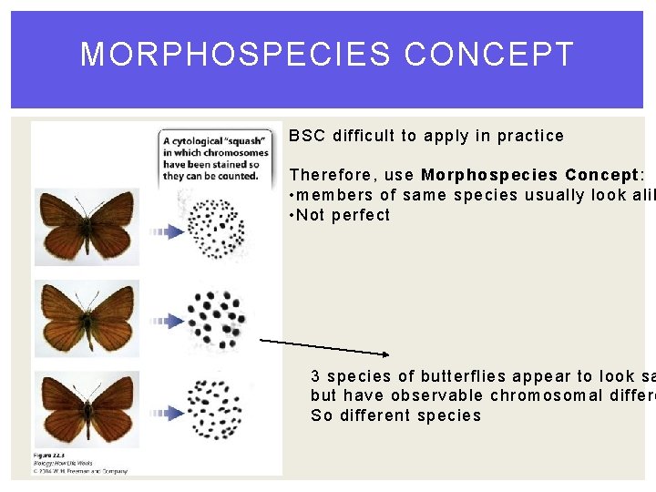 MORPHOSPECIES CONCEPT BSC difficult to apply in practice Therefore, use Morphospecies Concept: • members MORPHOSPECIES CONCEPT BSC difficult to apply in practice Therefore, use Morphospecies Concept: • members