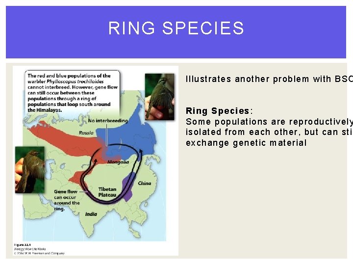 RING SPECIES Illustrates another problem with BSC Ring Species: Some populations are reproductively isolated RING SPECIES Illustrates another problem with BSC Ring Species: Some populations are reproductively isolated