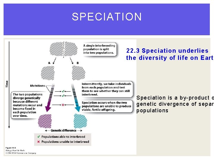 SPECIATION 22. 3 Speciation underlies the diversity of life on Earth Speciation is a SPECIATION 22. 3 Speciation underlies the diversity of life on Earth Speciation is a