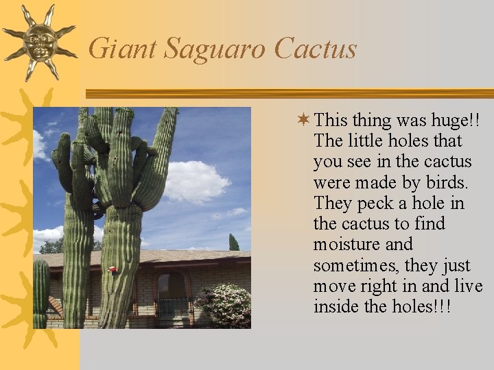 Giant Saguaro Cactus ¬ This thing was huge!! The little holes that you see