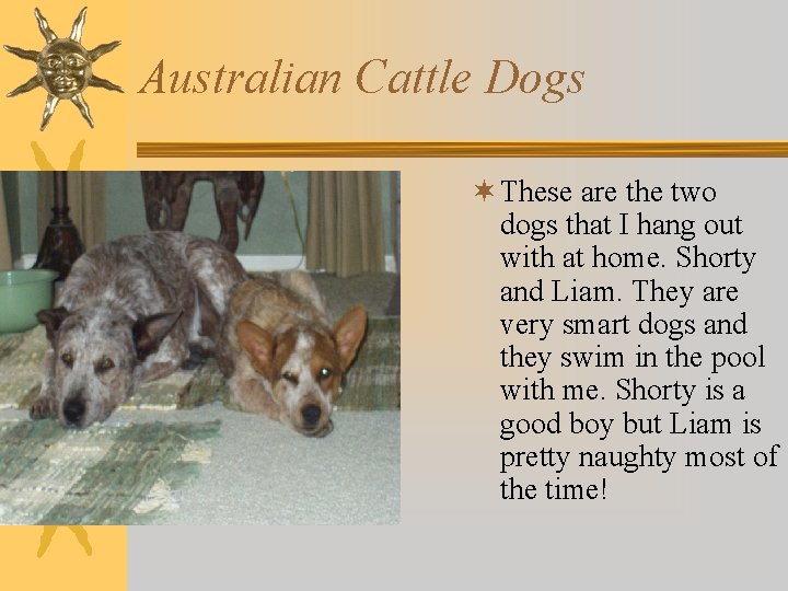 Australian Cattle Dogs ¬ These are the two dogs that I hang out with