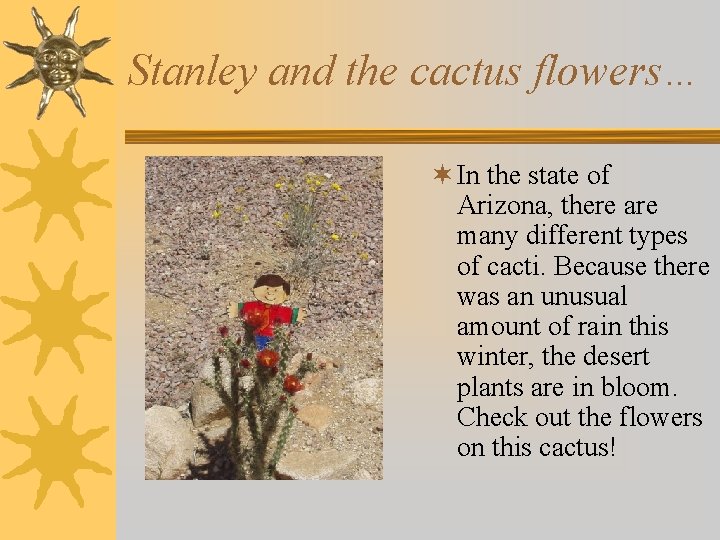 Stanley and the cactus flowers… ¬ In the state of Arizona, there are many