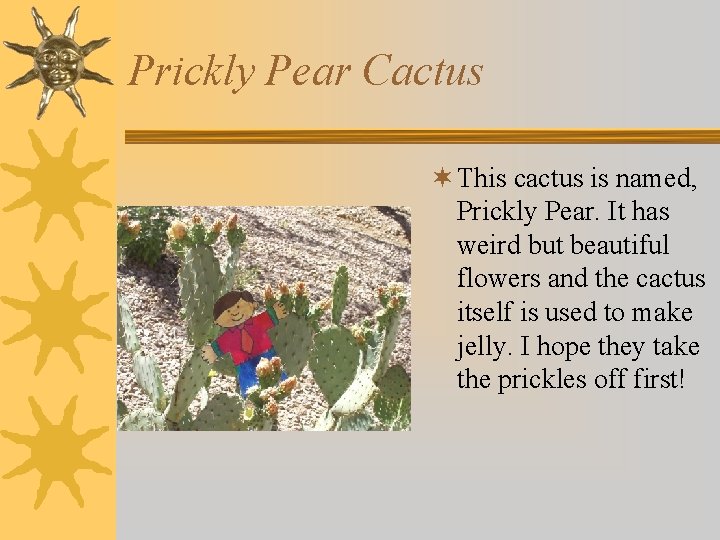 Prickly Pear Cactus ¬ This cactus is named, Prickly Pear. It has weird but