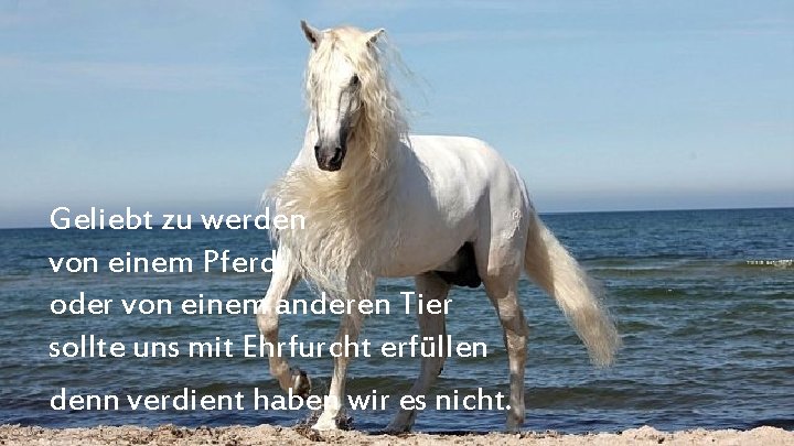 Geliebt zu werden von einem Pferd oder von einem anderen Tier sollte uns mit