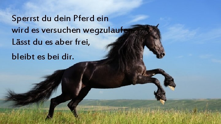 Sperrst du dein Pferd ein wird es versuchen wegzulaufen. Lässt du es aber frei,