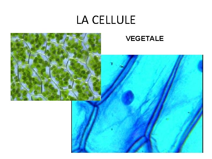 LA CELLULE VEGETALE 