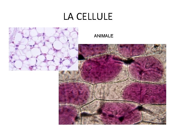 LA CELLULE ANIMALE LA CELLULE ANIMALE