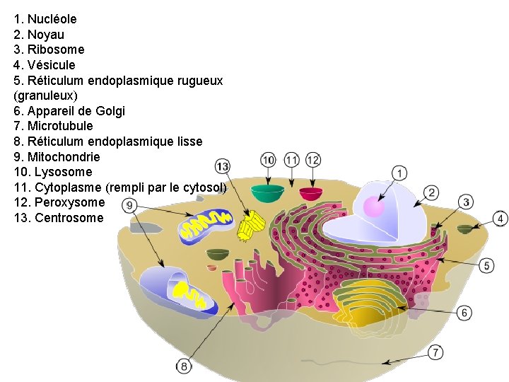 1. Nucléole 2. Noyau 3. Ribosome 4. Vésicule 5. Réticulum endoplasmique rugueux (granuleux) 6.