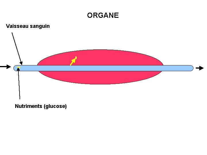 ORGANE Vaisseau sanguin Nutriments (glucose) 