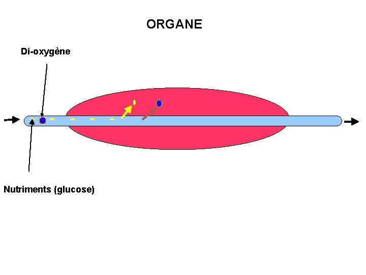 ORGANE Di-oxygène Nutriments (glucose) 