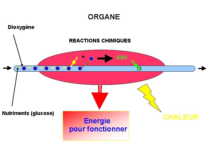 ORGANE Dioxygène REACTIONS CHIMIQUES + CO 2 Nutriments (glucose) Energie pour fonctionner CHALEUR 