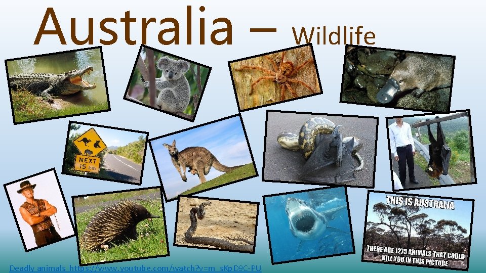 Australia – Deadly animals https: //www. youtube. com/watch? v=m_s. Kp. D 9 C-PU Wildlife