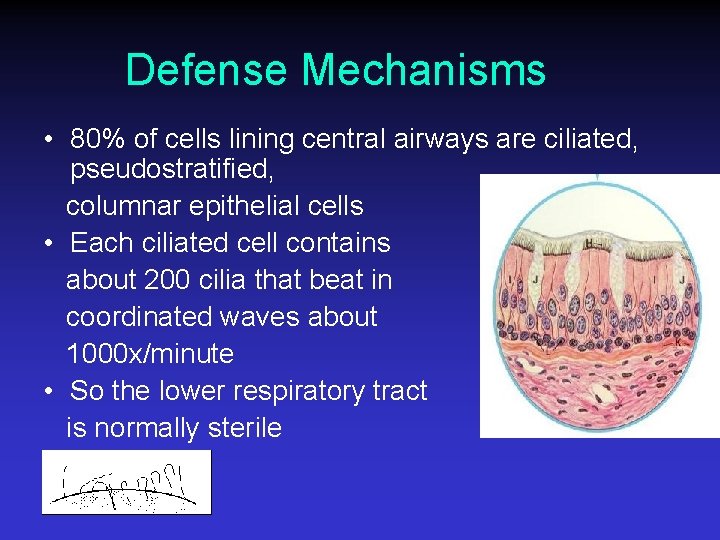 Defense Mechanisms • 80% of cells lining central airways are ciliated, pseudostratified, columnar epithelial