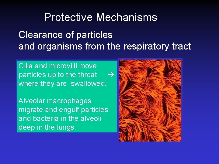 Protective Mechanisms Clearance of particles and organisms from the respiratory tract Cilia and microvilli