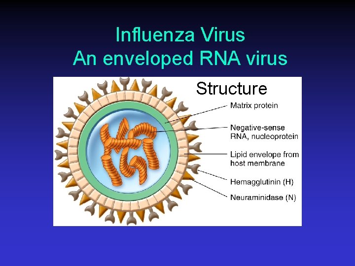 Influenza Virus An enveloped RNA virus Structure 