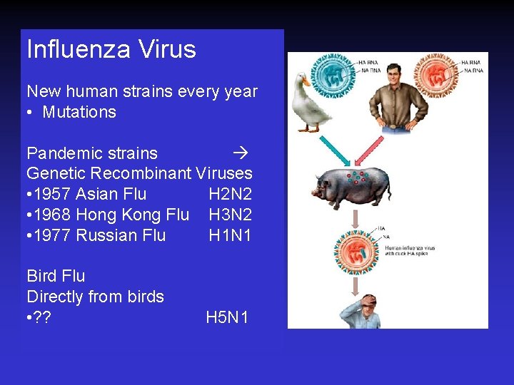 Influenza Virus New human strains every year • Mutations Pandemic strains Genetic Recombinant Viruses