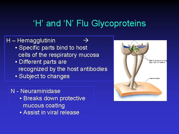 ‘H’ and ‘N’ Flu Glycoproteins H – Hemagglutinin • Specific parts bind to host