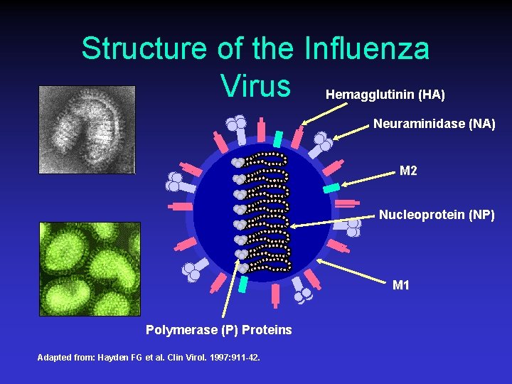 Structure of the Influenza Virus Hemagglutinin (HA) Neuraminidase (NA) M 2 Nucleoprotein (NP) M