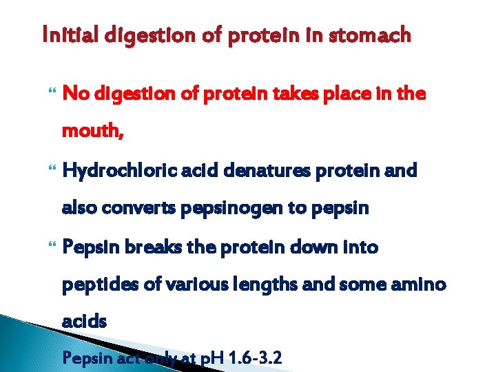 Initial digestion of protein in stomach No digestion of protein takes place in the