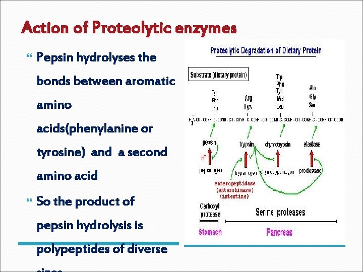 Action of Proteolytic enzymes Pepsin hydrolyses the bonds between aromatic amino acids(phenylanine or tyrosine)