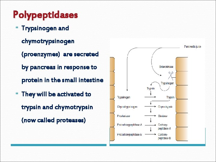 Polypeptidases Trypsinogen and chymotrypsinogen (proenzymes) are secreted by pancreas in response to protein in