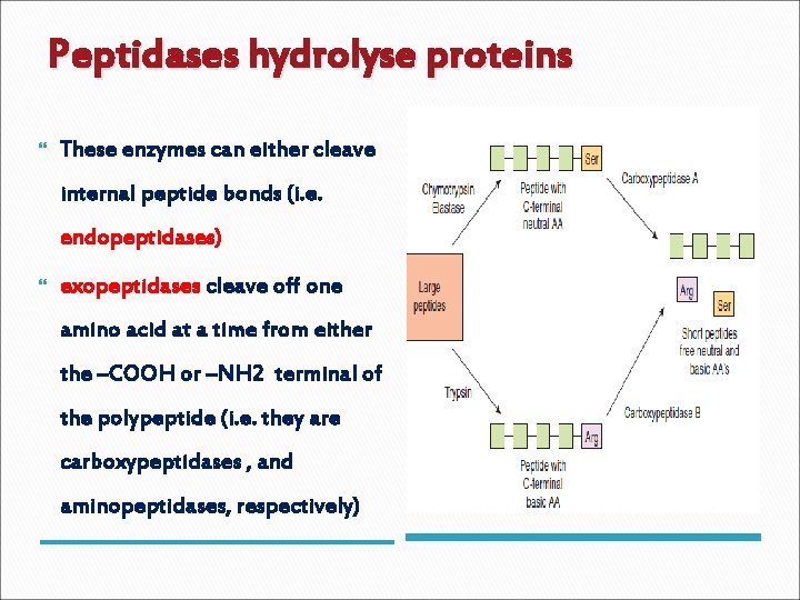 Peptidases hydrolyse proteins These enzymes can either cleave internal peptide bonds (i. e. endopeptidases)